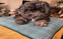 Shihpoo dogs for sale: Shihpoo puppies f1b - Image 16