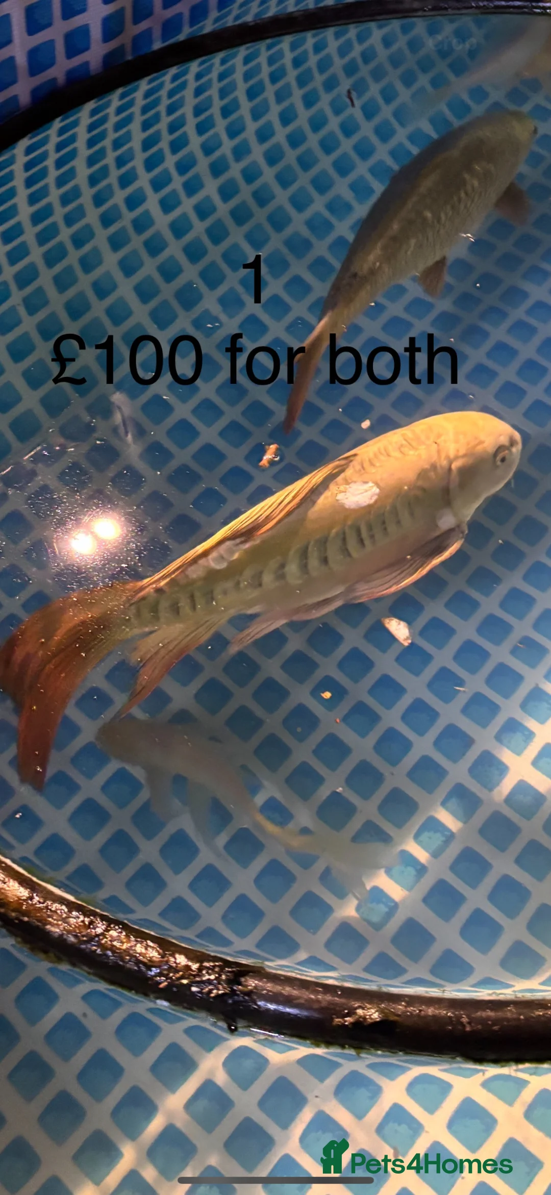 Koi Carp fish for sale: Beautiful koi and orfes  in Dursley - Advert 2