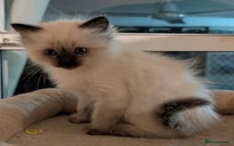 Ragdoll cats for sale: GCCF Championship Ragdoll Kittens - Image 13