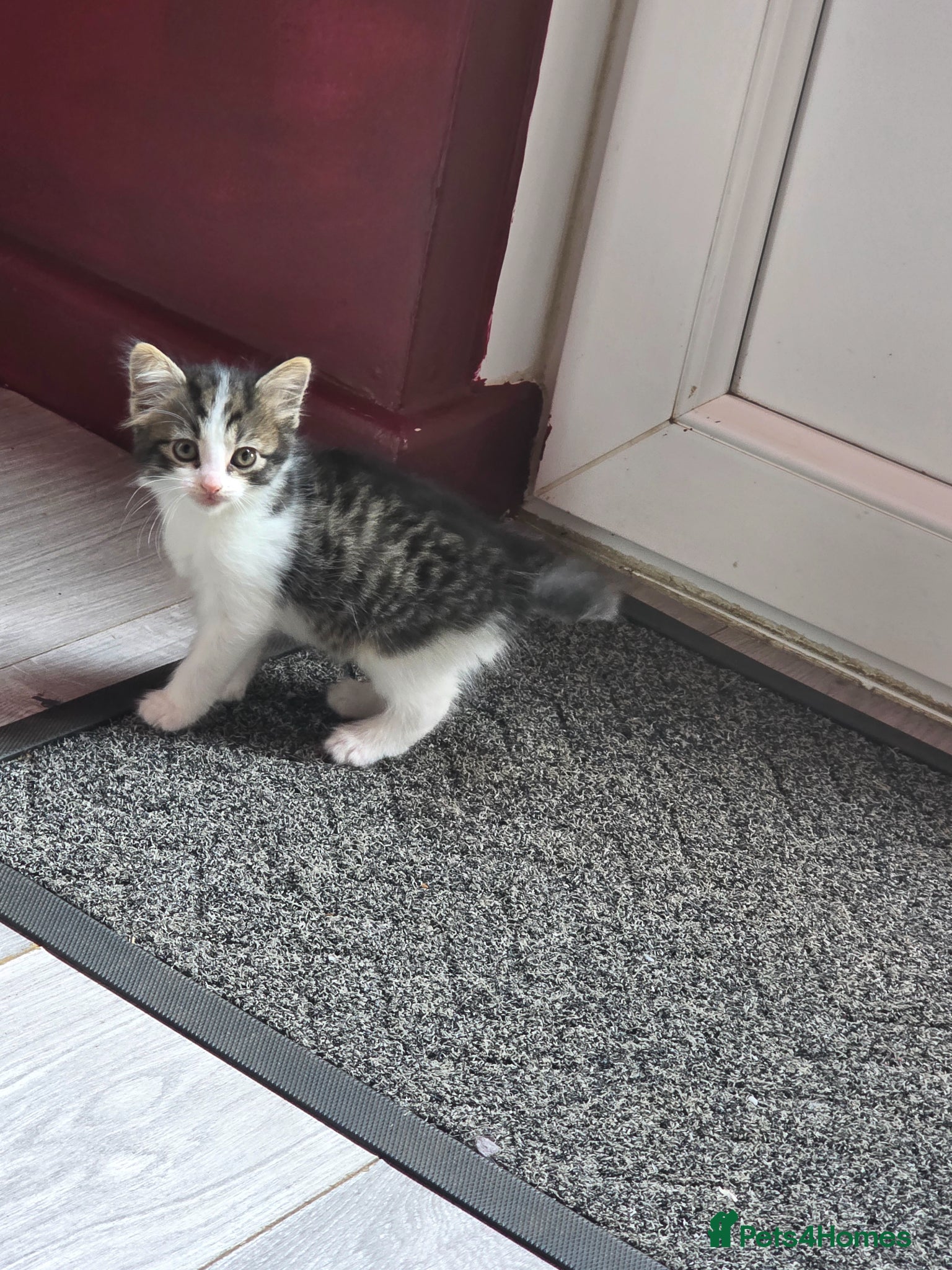 Mixed Breed cats Gorgeous part Bengal kittens need forever homes  - Advert 18