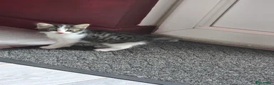 Mixed Breed Kitten 1