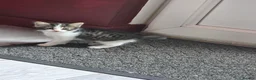 Mixed Breed cats for sale: Gorgeous part Bengal kittens need forever homes  - Advert 1