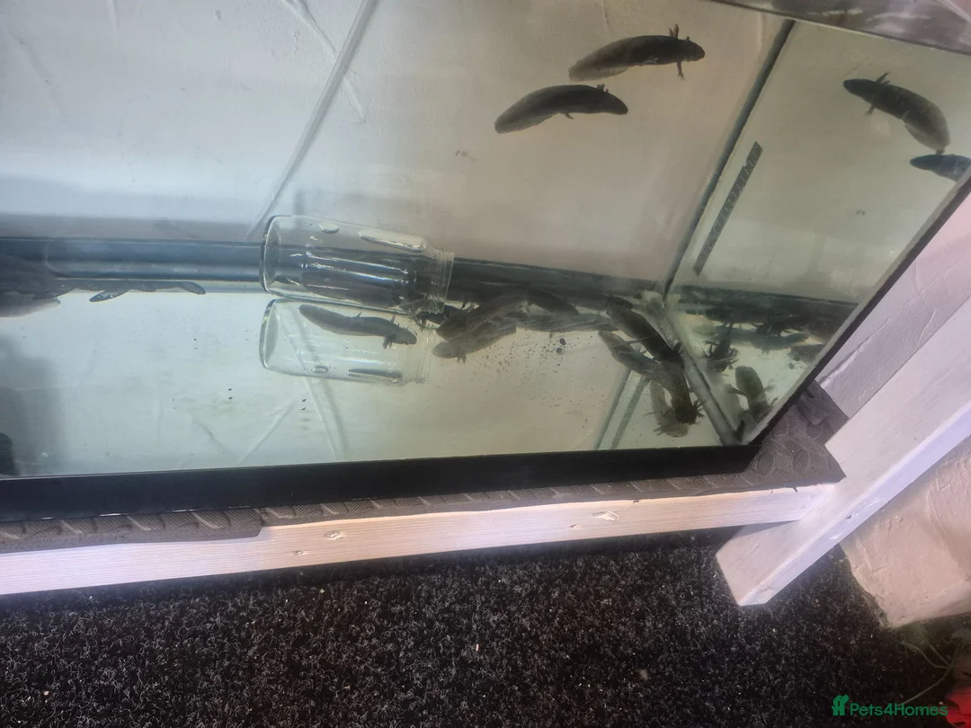 Axolotl reptiles for sale: Axolotls for sale  - Advert 2