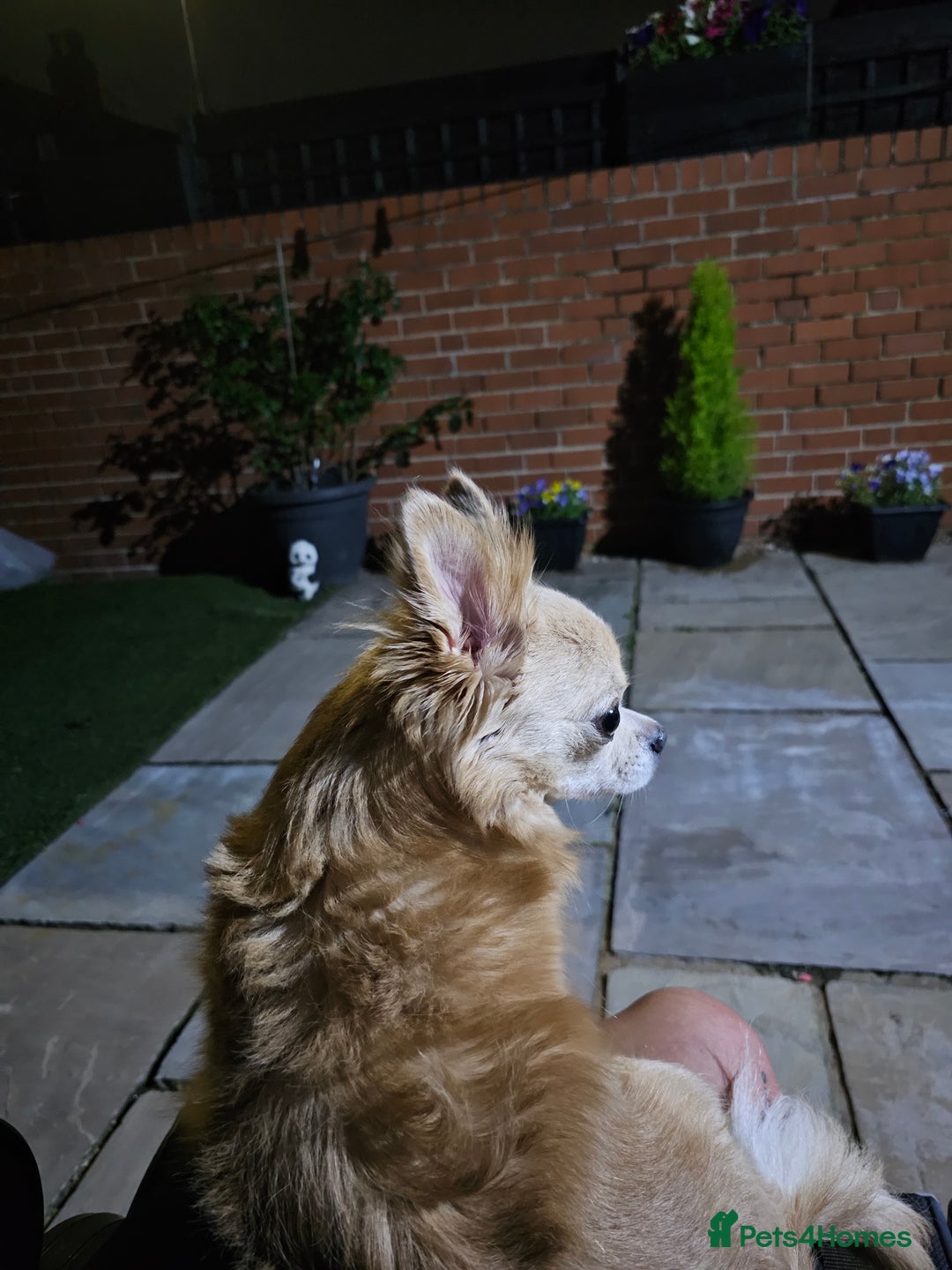 Chihuahua dogs for sale: 5 year old chihuahua  - Image 5