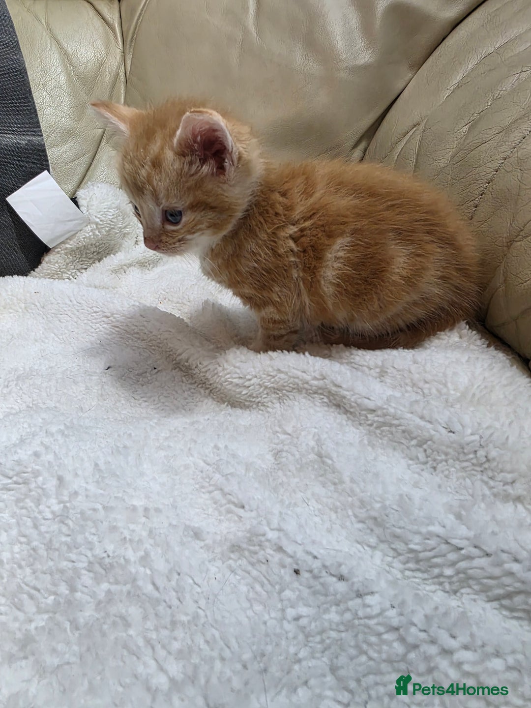 British Shorthair cats for sale: Rare ginger females. 1 male. British shorthair - Advert 14