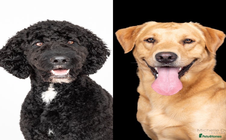 Mixed Breed dogs - Advert 4