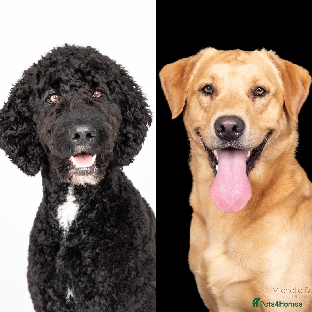 Mixed Breed dogs for sale: 🌟 Exceptional Goldendoodle x Labrador Puppies 🌟 - Image 1