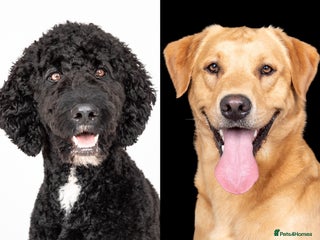 Mixed Breed dogs - Advert 2