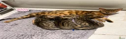 Bengal cats for sale: 🐾 Three Half-Bengal Kittens  - Advert 5