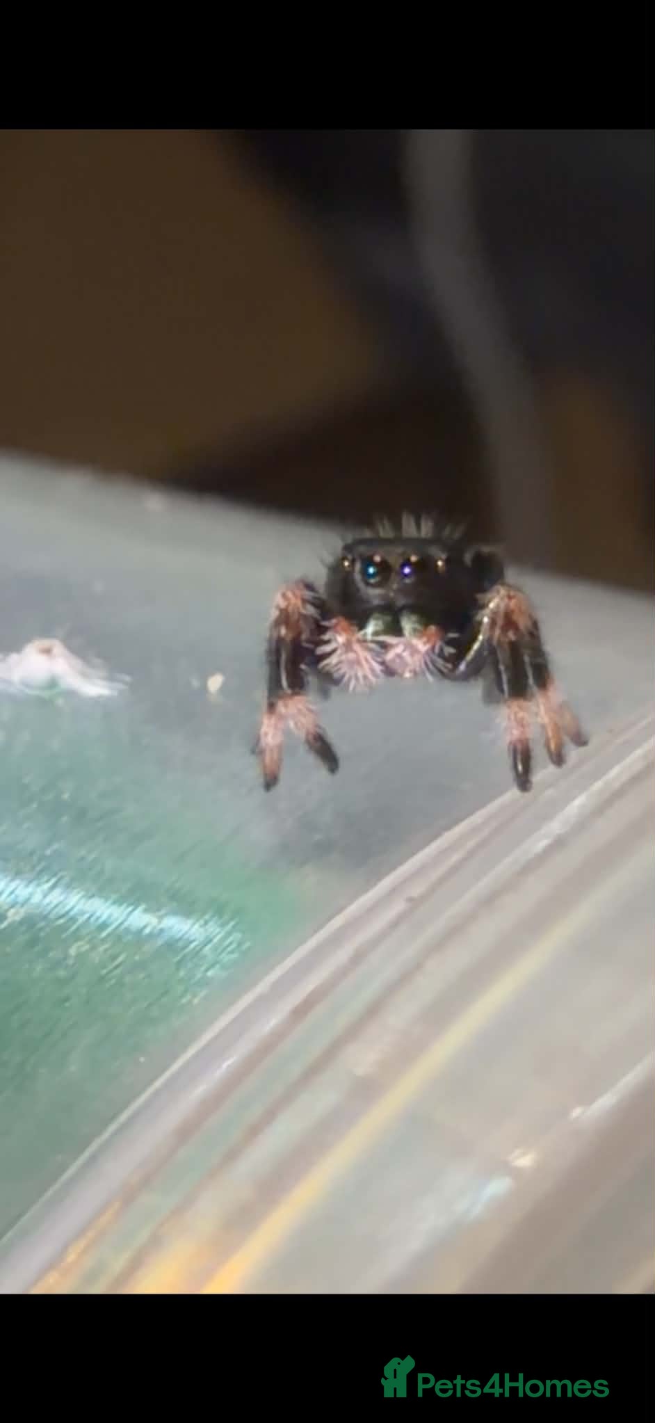 Spiders invertebrates Jumping spider and full set up  - Advert 5