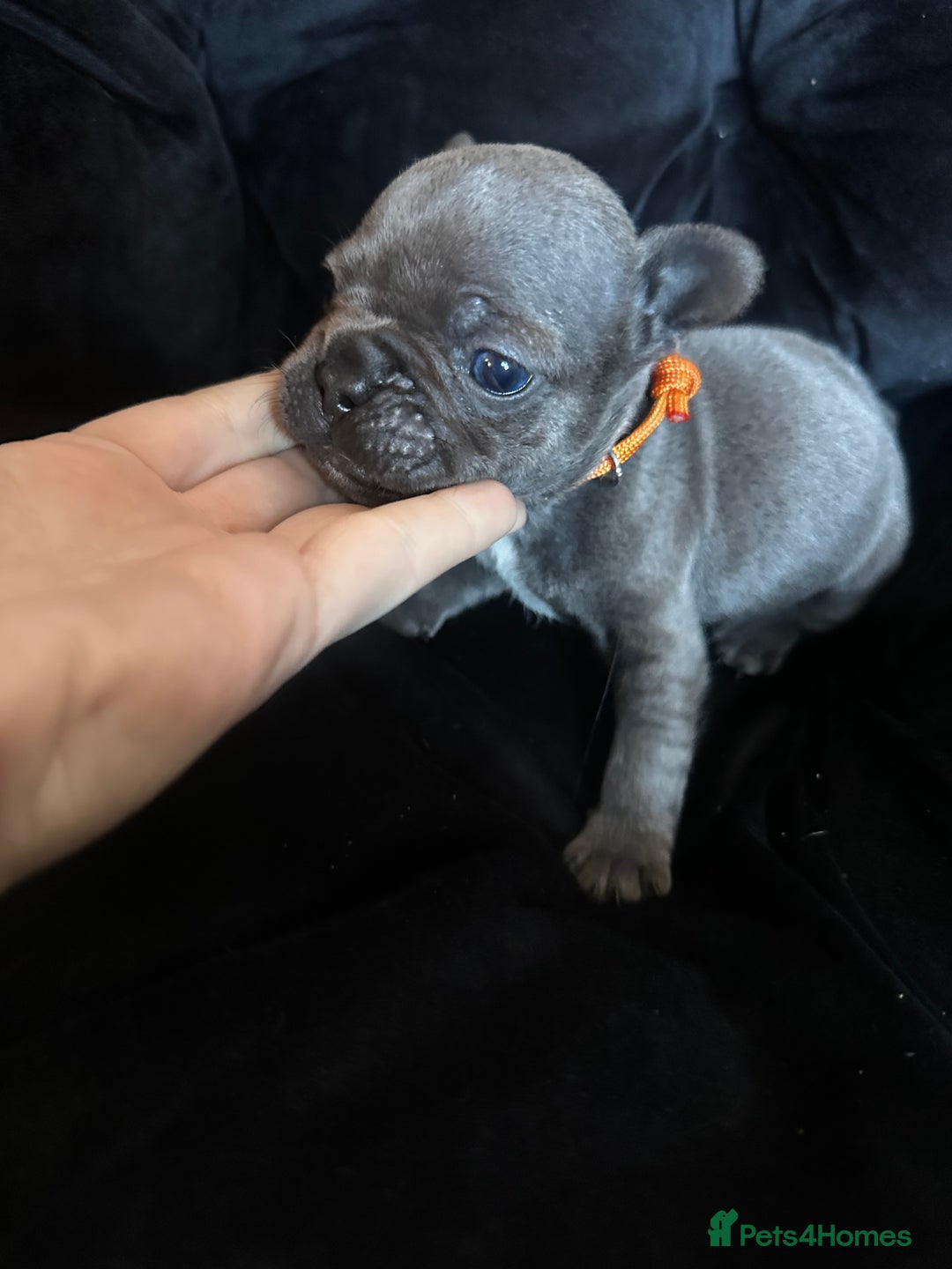 French Bulldog dogs for sale: Blue coat French bulldog pup ONE LEFT  - Image 4