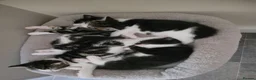 Mixed Breed cats for sale: 4 adorable kittens looking for a home. - Advert 14