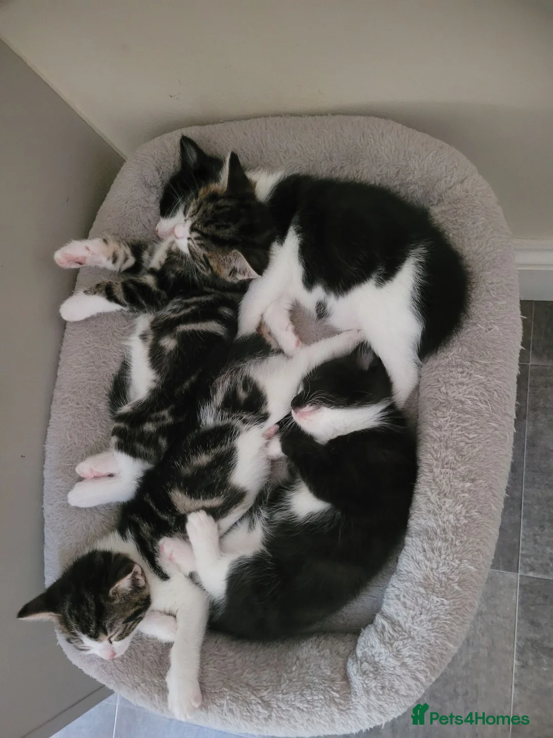 Mixed Breed cats for sale: 4 adorable kittens looking for a home. - Advert 14