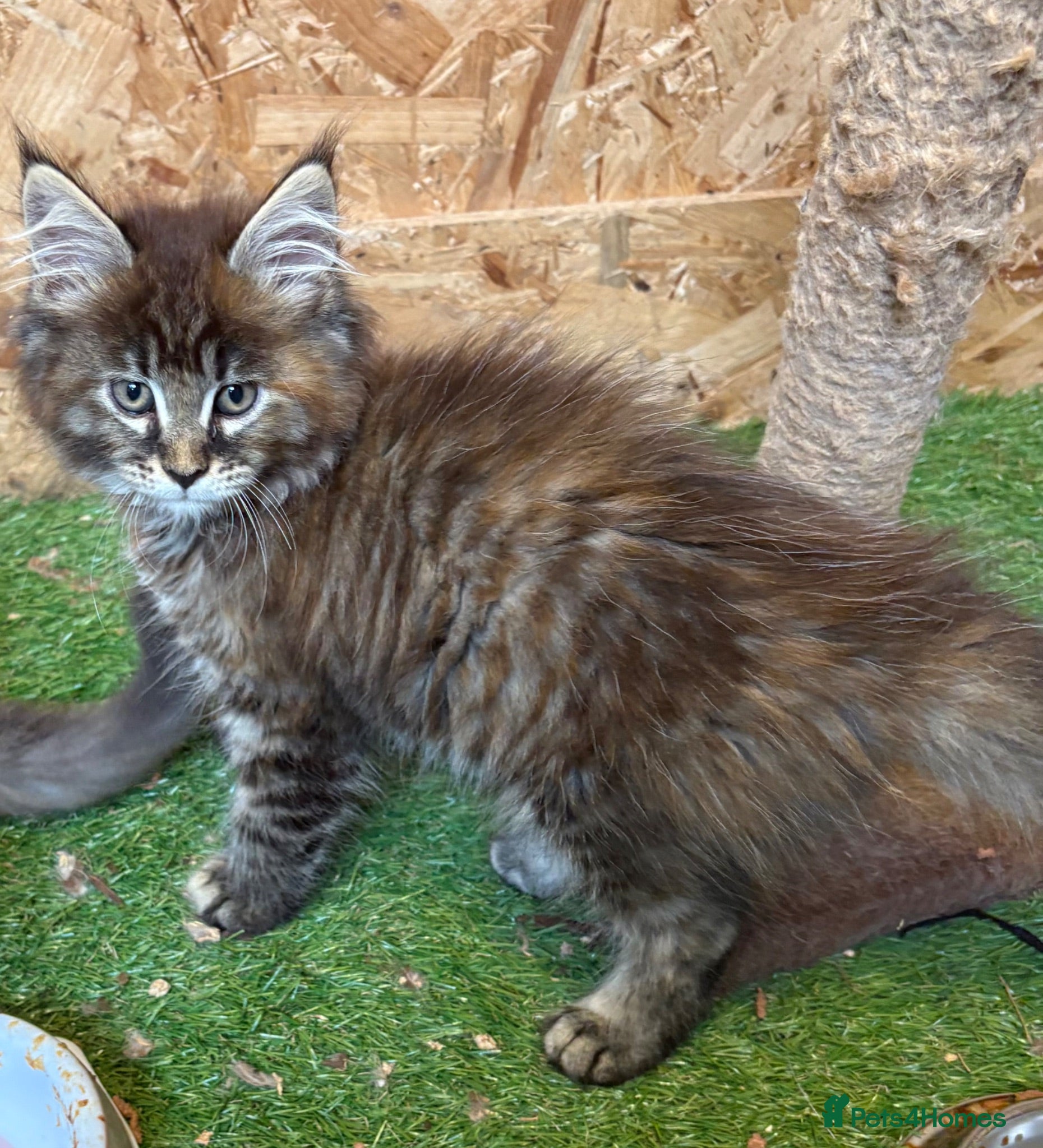 Maine Coon cats Main coon kittens  - Advert 1