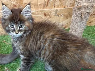 Maine Coon cats Main coon kittens - Advert 18