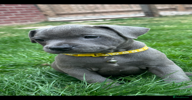 Staffordshire Bull Terrier dogs - Advert 2