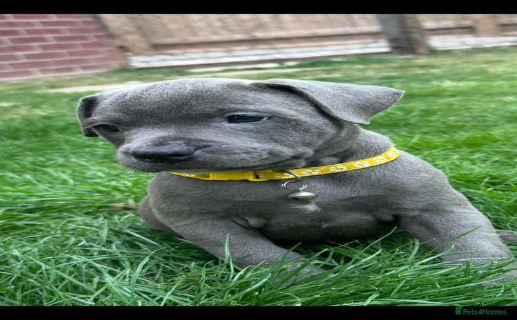 Staffordshire Bull Terrier dogs - Advert 9