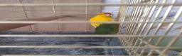 Parakeets birds for sale: For sale  - Advert 7
