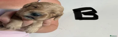 Cocker Spaniel 4