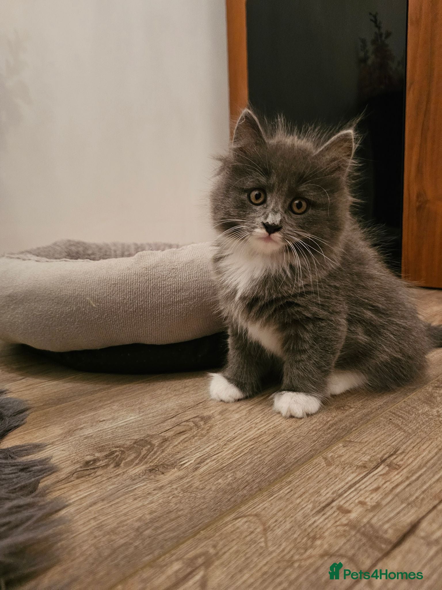 Mixed Breed cats Mixed breed beautiful girl  - Advert 1