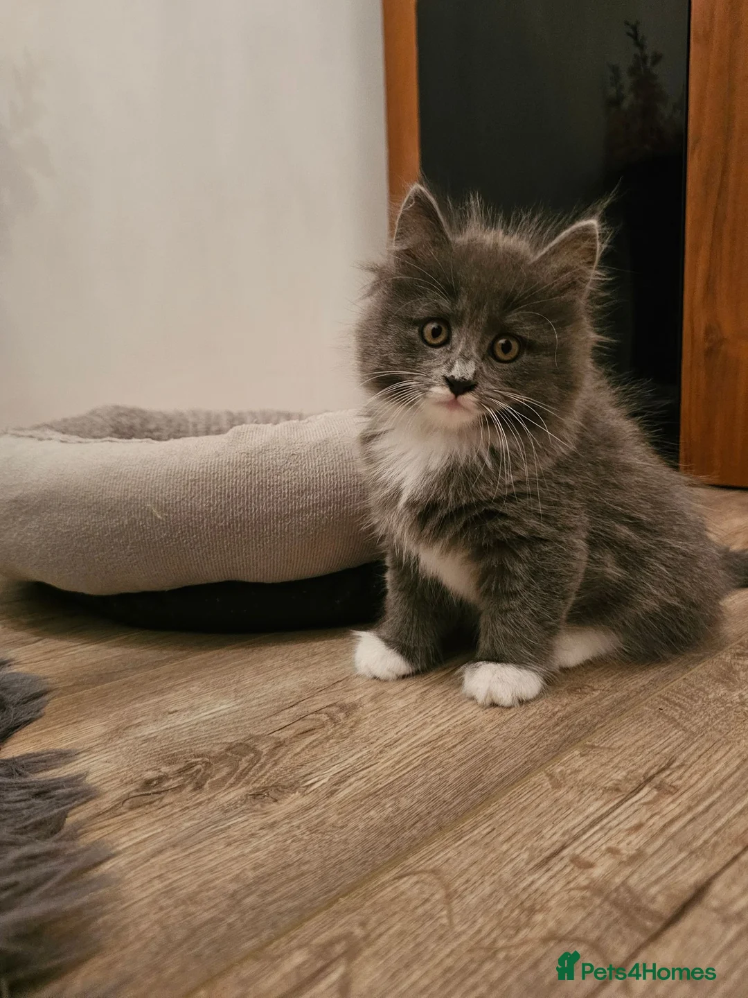 Mixed Breed cats for sale: Mixed breed beautiful girl  - Advert 1