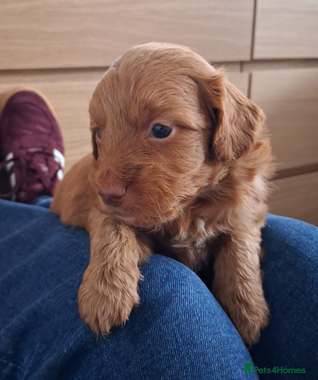 Cockapoo dogs for sale: ** ADORABLE COCKAPOO PUPPIES ** - Advert 10
