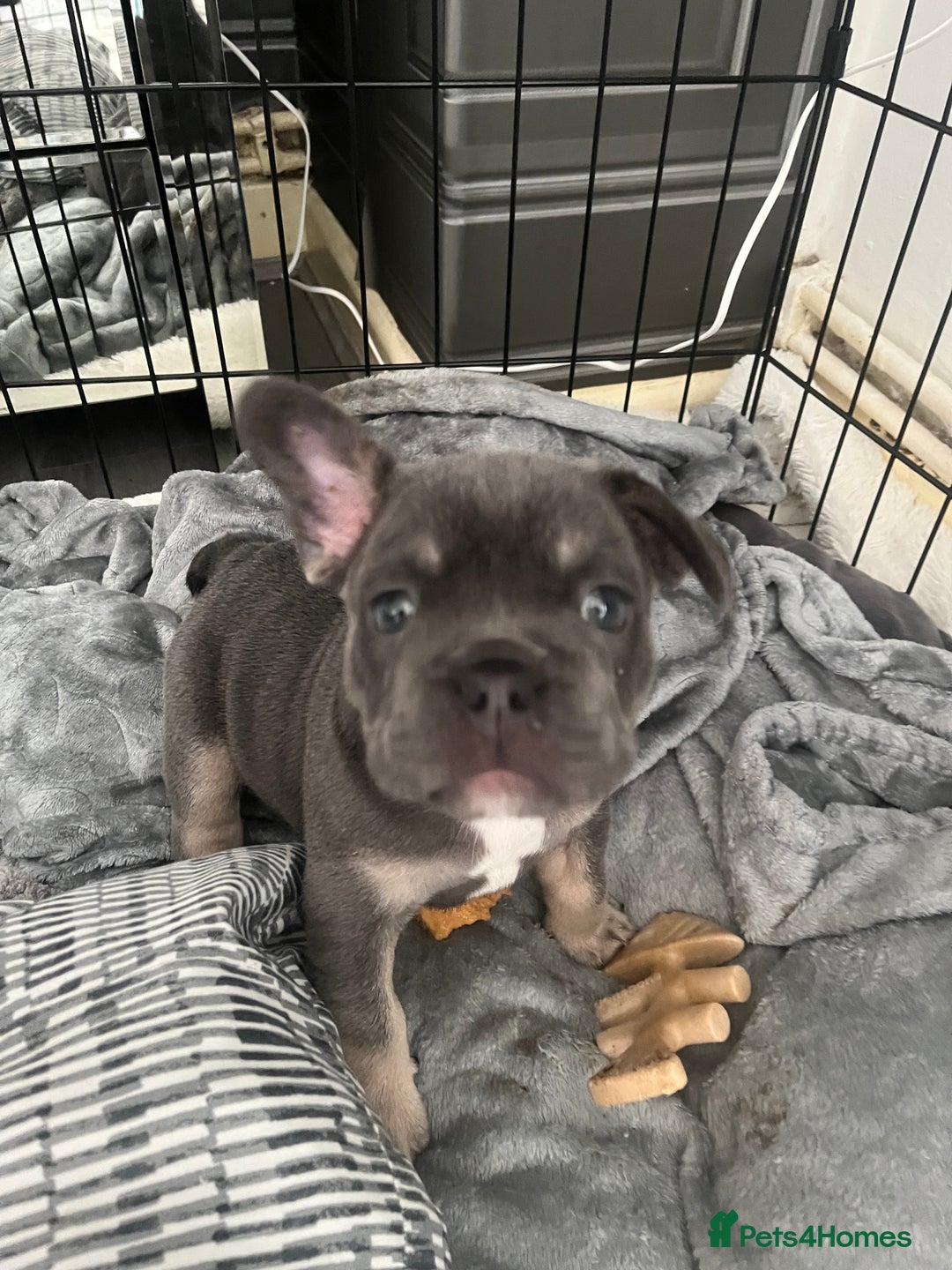 French Bulldog dogs for sale: London’s French Bulldog Puppies 🏴󠁧󠁢󠁥󠁮󠁧󠁿 - Advert 16