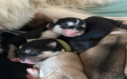 Huskita dogs for sale: Gorgeous Huskita Puppies  - Image 1