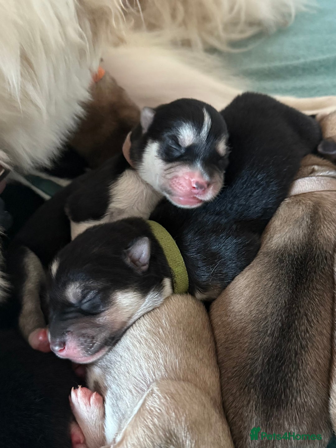 Huskita dogs for sale: Gorgeous Huskita Puppies  - Image 1
