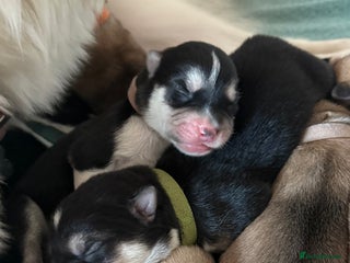 Huskita dogs - Advert 1