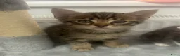Mixed Breed cats for sale: 🐾 5 Beautiful Kittens Looking for Loving Homes 🐾 - Advert 19