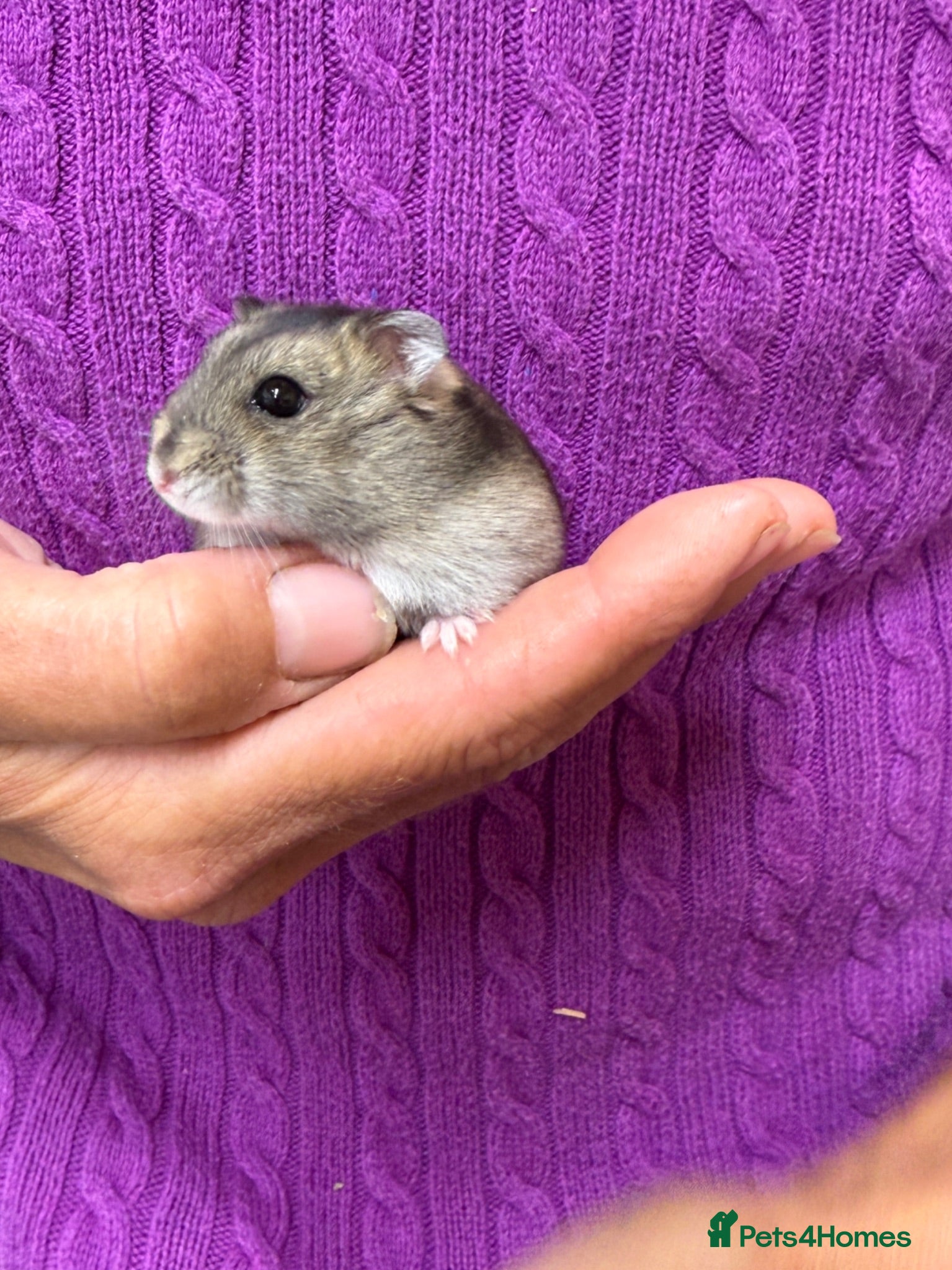 Hamster rodents Dwarf Hamster Babies Male Female Pedigree  - Advert 1