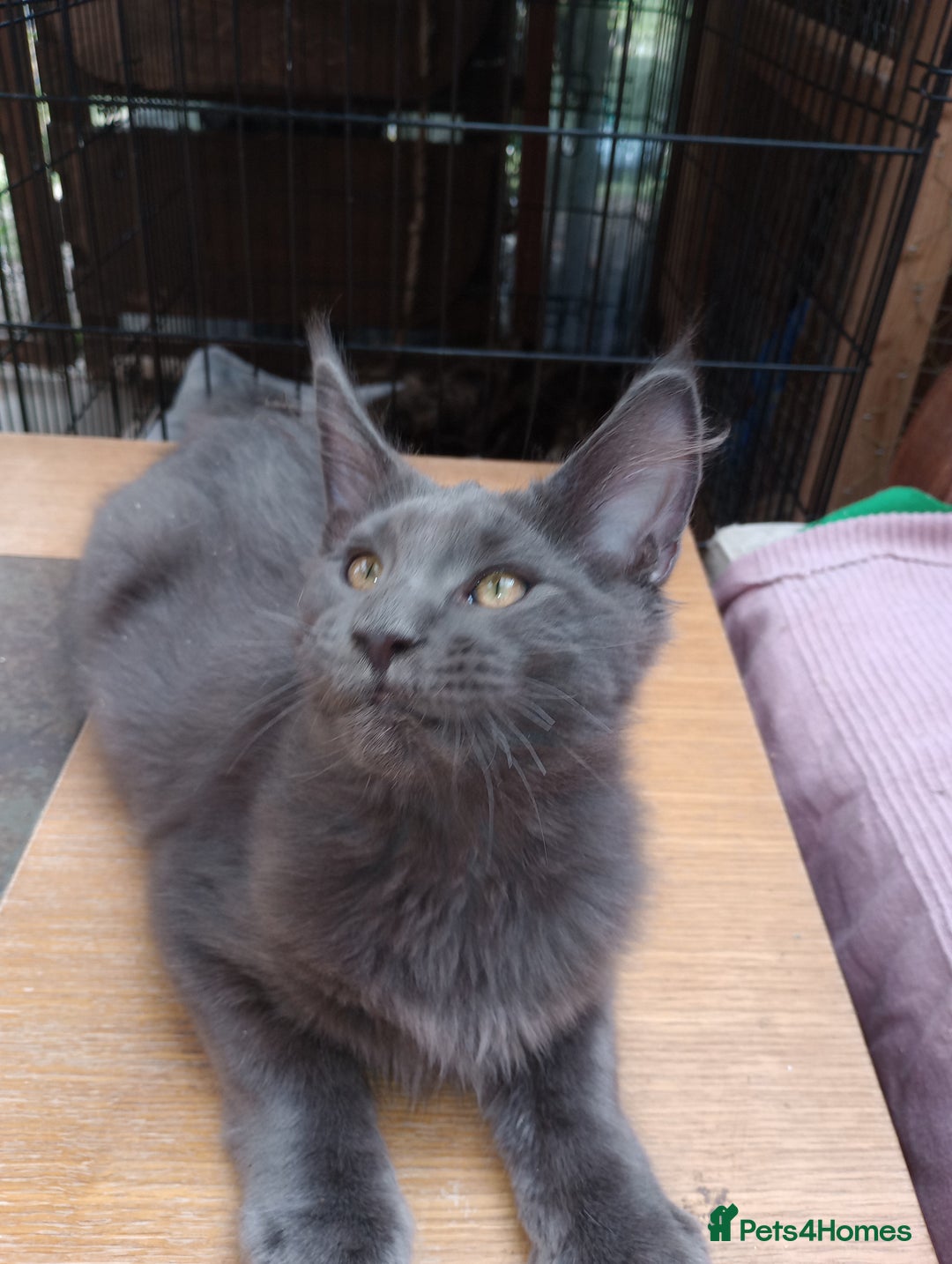 Maine Coon cats for sale: Maicoon XXL  - Image 8