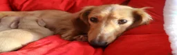 Miniature Dachshund dogs for sale: KC Reg. Longhaired Full Cream Mini Dachshunds 💛🐾 - Advert 2