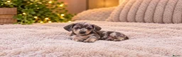 Miniature Dachshund dogs for sale: Happy and healthy miniature dachshund puppies  in Hull - Advert 7