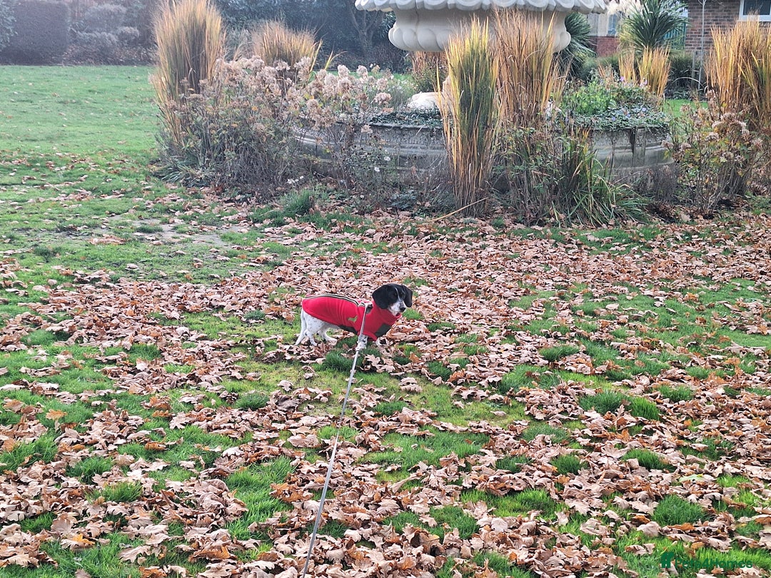 Miniature Dachshund dogs for sale: Miniature Dachsund  - Advert 23