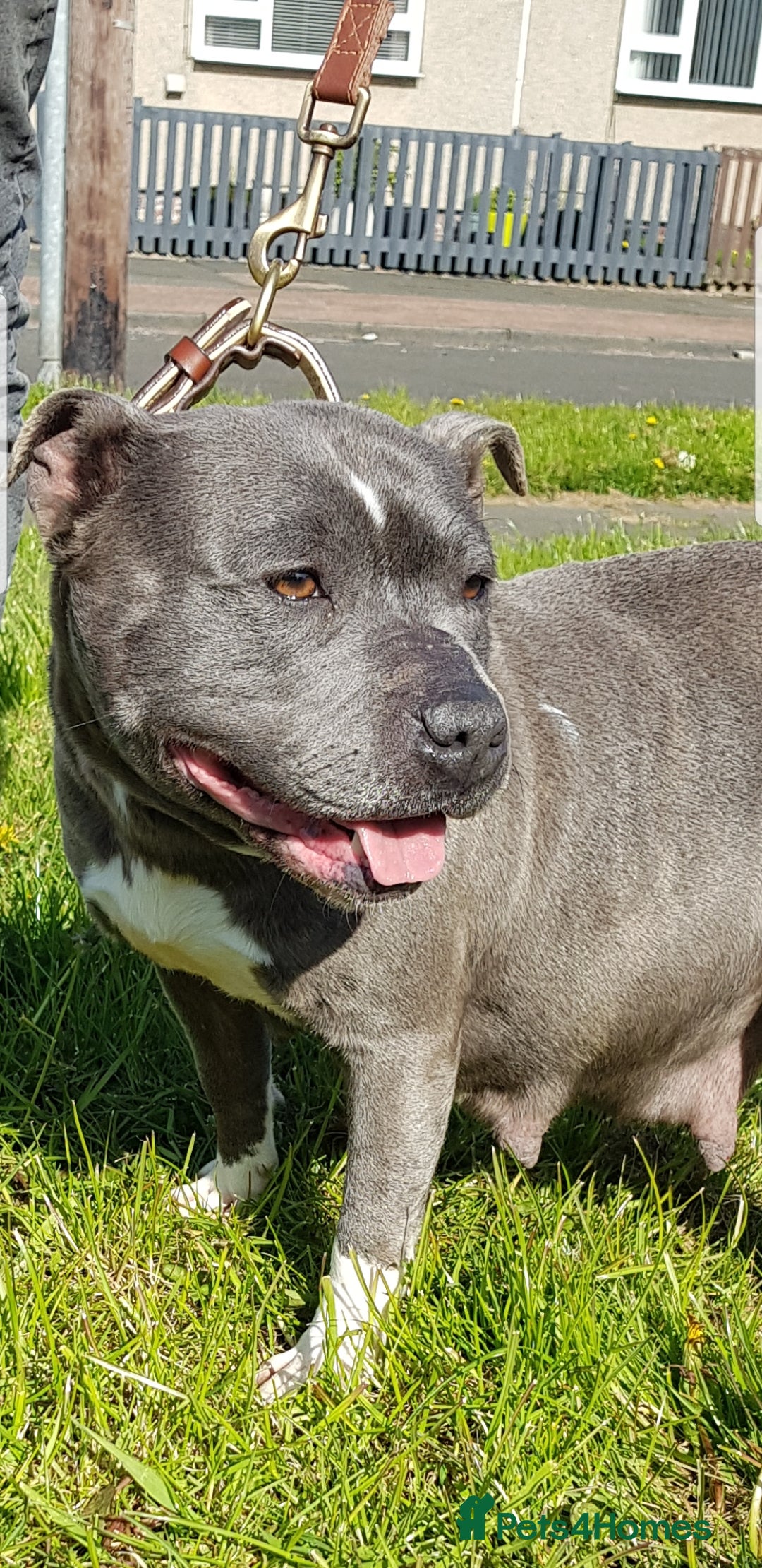 Staffordshire Bull Terrier dogs for sale: Kc blue Staffordshire bull terriers - Advert 7
