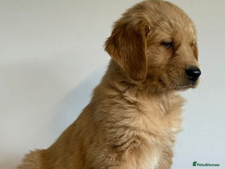 Golden Retriever dogs KC registered health tested golden retriever pups - Advert 3