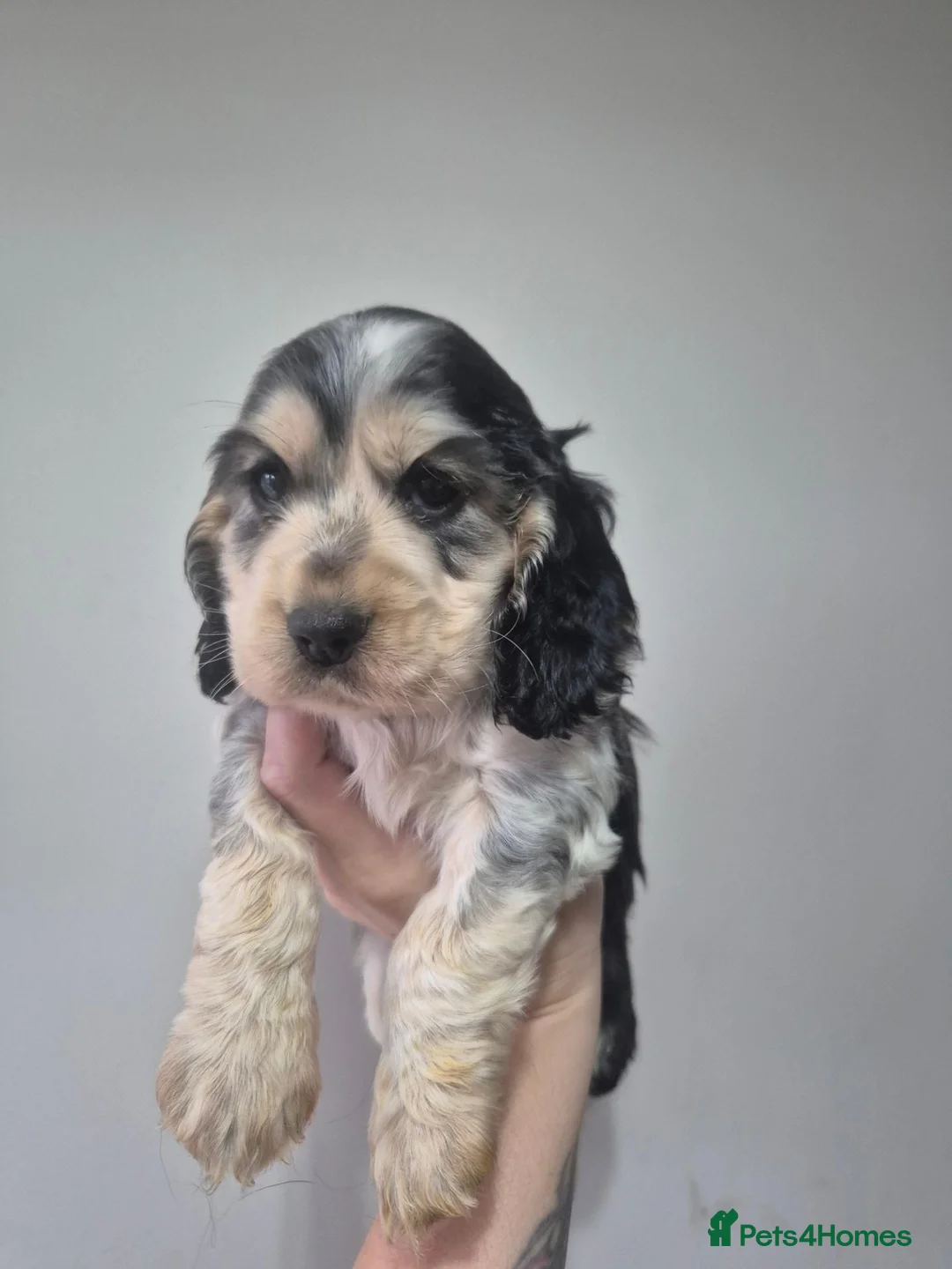 Cocker Spaniel dogs for sale: Show cocker all girls - Advert 10