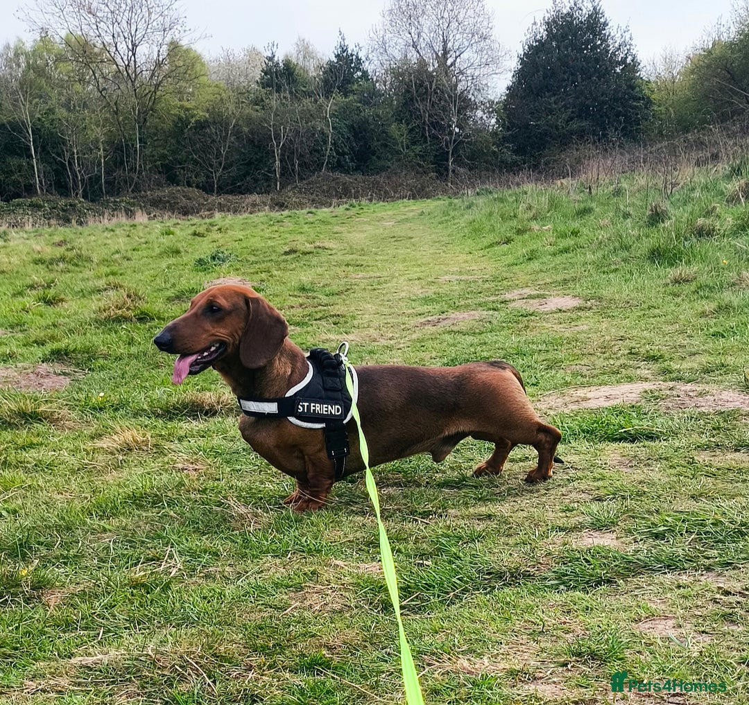 Dachshund dogs for sale: Quality Dachshund Standard Smooth Hair  - Advert 26