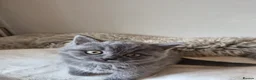British Shorthair cats for sale: Lovely GCCF British Shorthair Kittens  - Advert 25