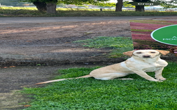 Labrador Retriever dogs for sale: KC Yellow Labradors - Image 14