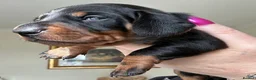 Miniature Dachshund dogs for sale: Minature Dachshund Pups - Advert 12