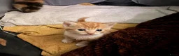 Mixed Breed cats for sale: 3 little Ginger Boys - Advert 3