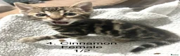 Bengal cats for sale: Full & Half Breed Bengal Kittens  - Advert 11