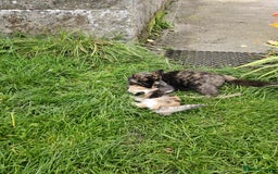 Mixed Breed cats for sale: Gorgeous kittens for sale - Image 2