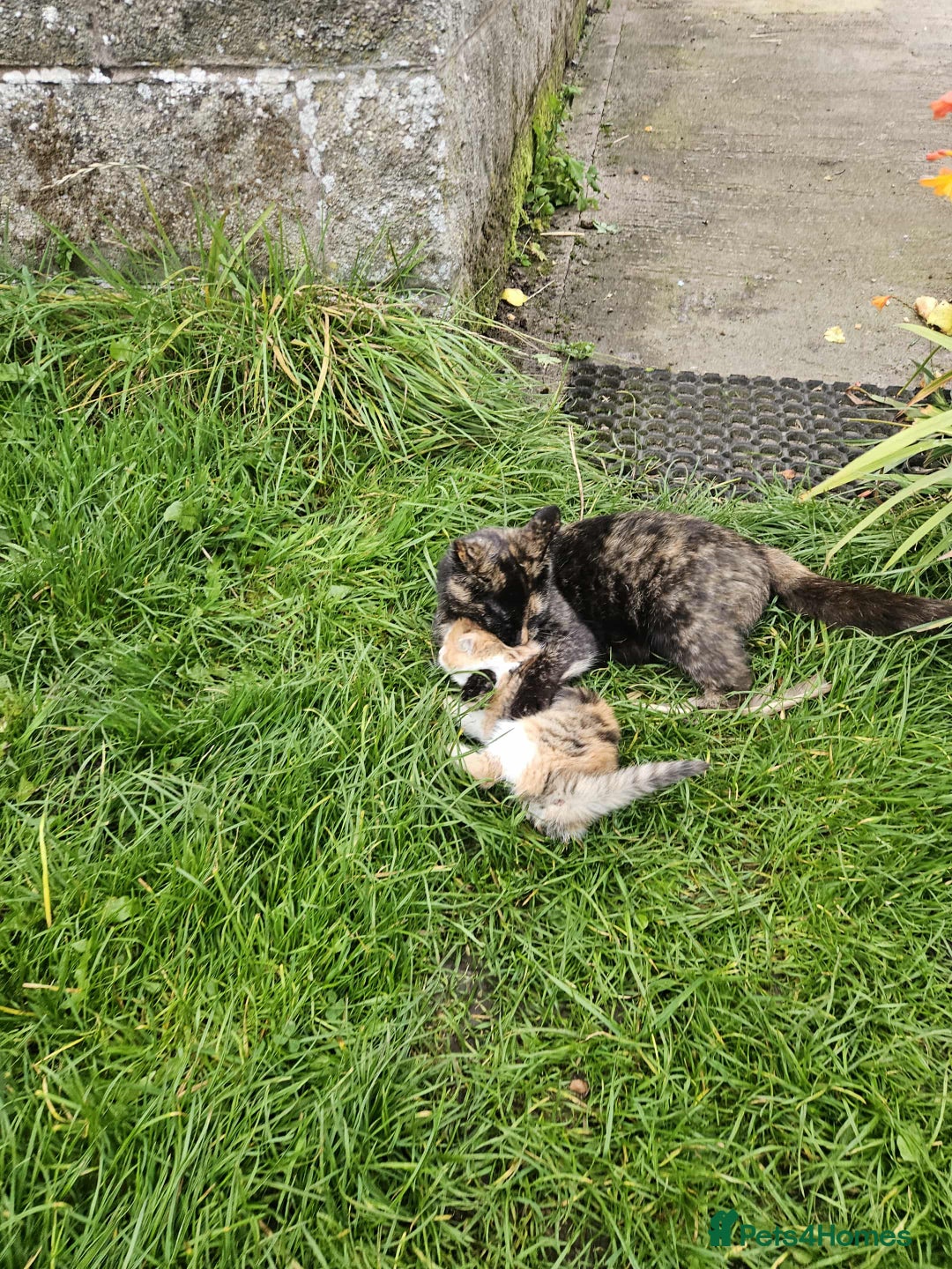 Mixed Breed cats for sale: Gorgeous kittens for sale - Image 2