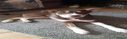 Mixed Breed dogs for sale: Ready Now Beautiful Babie - Advert 9