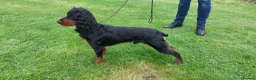 Cocker Spaniel dogs for stud: For Stud Proven KC reg Working Cocker Spaniel - Advert 3