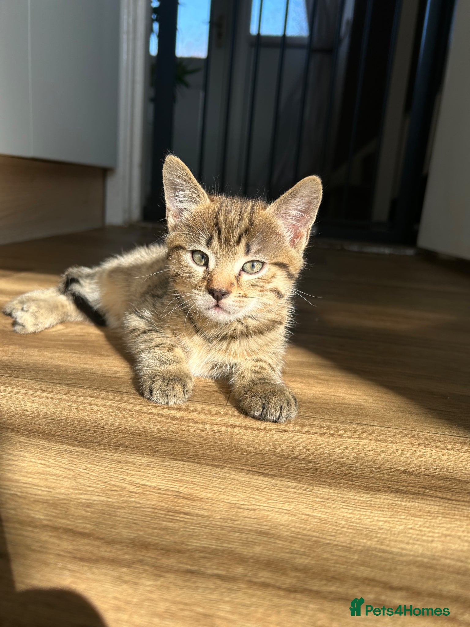 Mixed Breed cats Male tabby kitten  - Advert 1